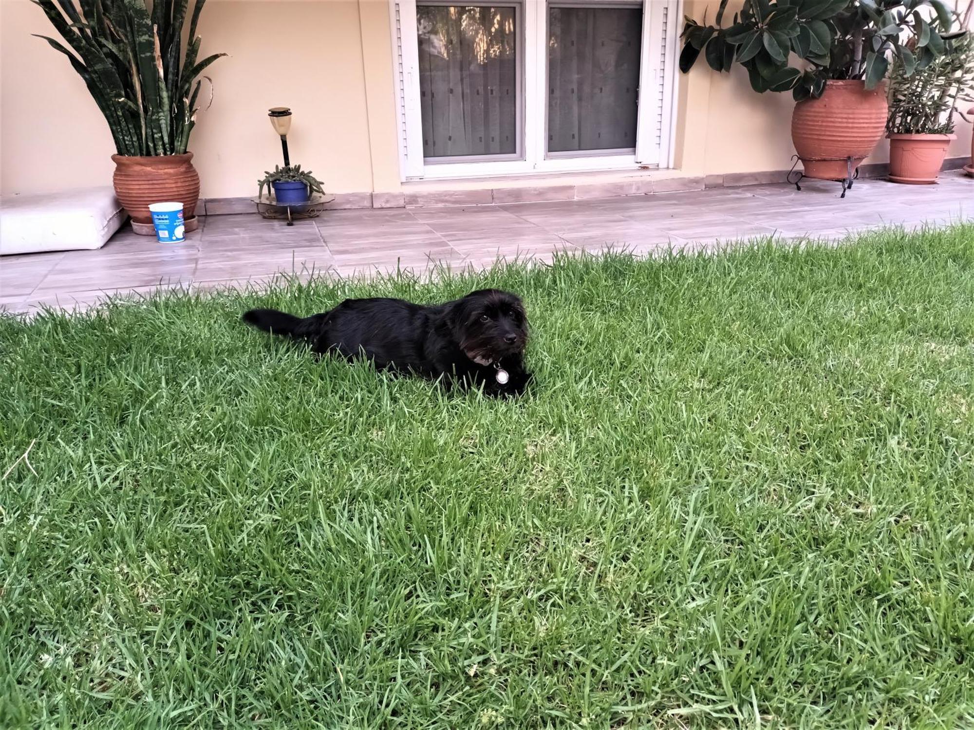 Family Yard House Kos Daire Dış mekan fotoğraf